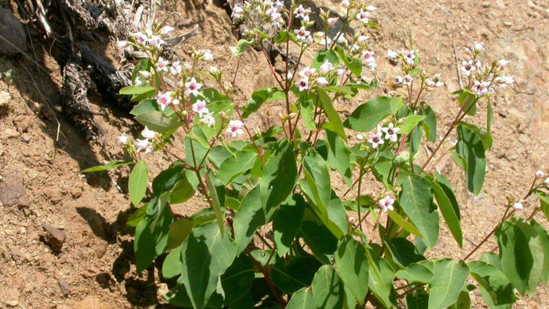 Apocynum androsaemifolium - Wikimedia